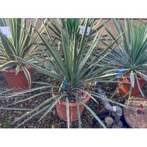 Juka vláknitá (Yucca filifera) - výška 20-30 cm, kont. C9L (-15°C)